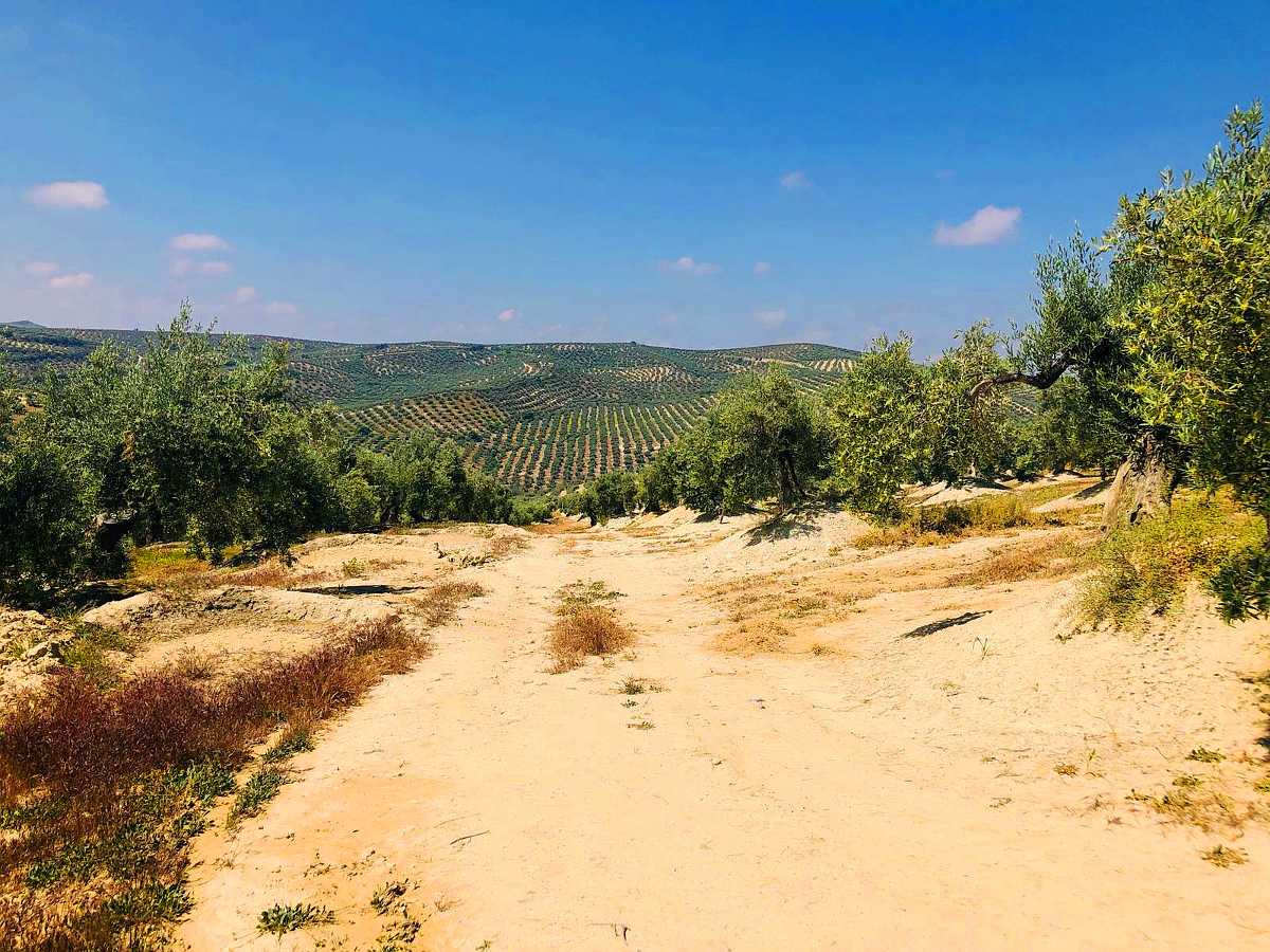 Suelo en Torre del Campo, Jaén