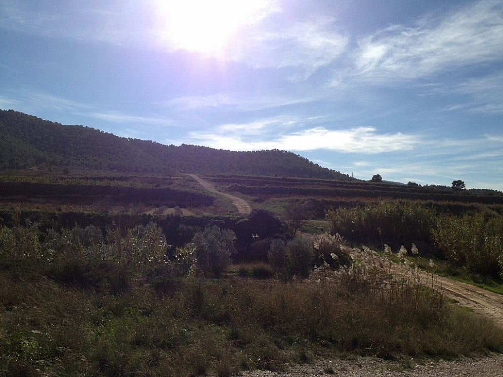 PARTIDA FUENTE DEL PINO, POLIGONO 8 00014